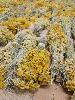 Bouquet d'immortelle